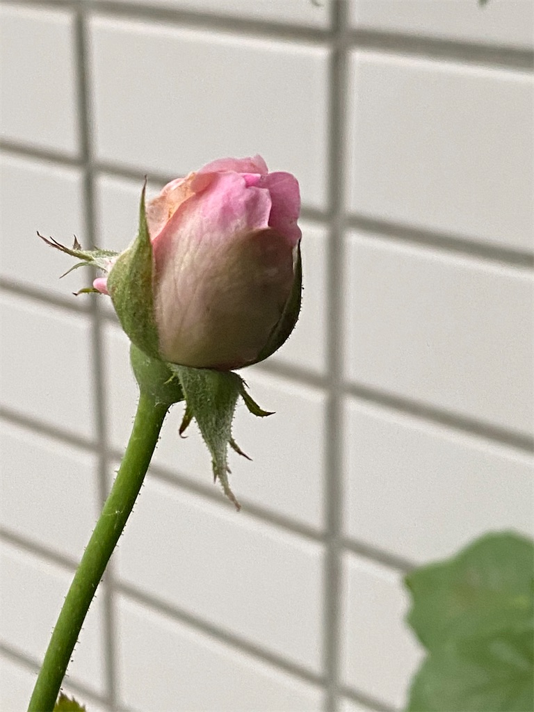 f:id:tef_rose:20200630214019j:plain