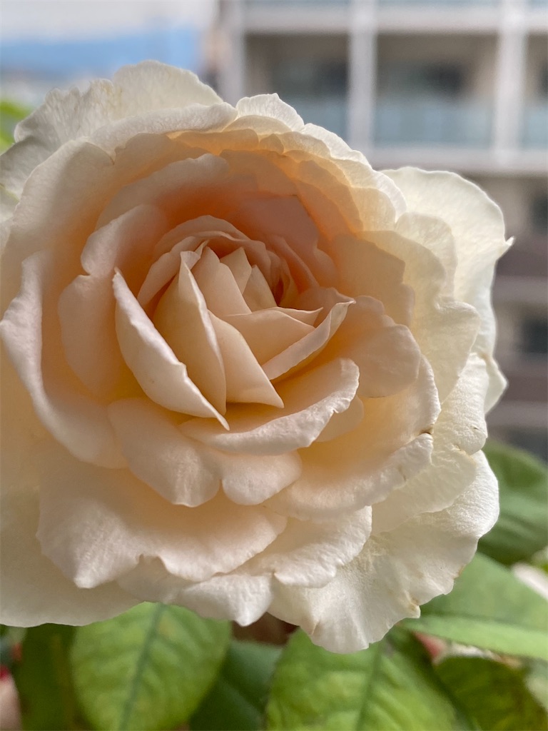 f:id:tef_rose:20200703180437j:plain f:id:tef_rose:20200703180437j:plain