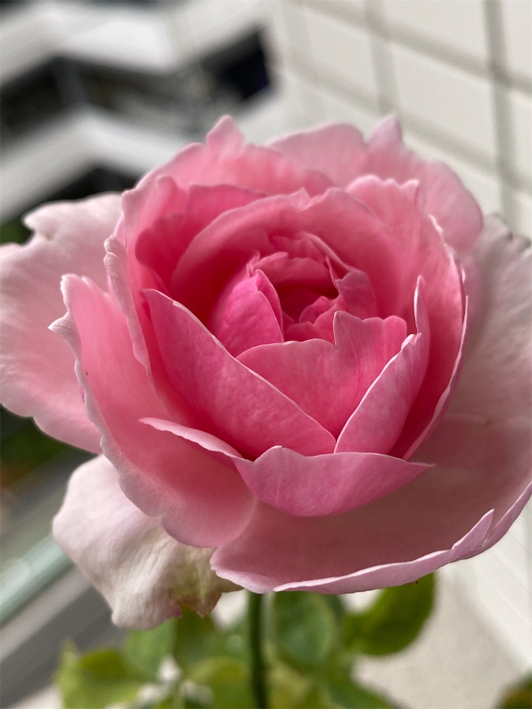 f:id:tef_rose:20200703180441j:plain f:id:tef_rose:20200703180441j:plain