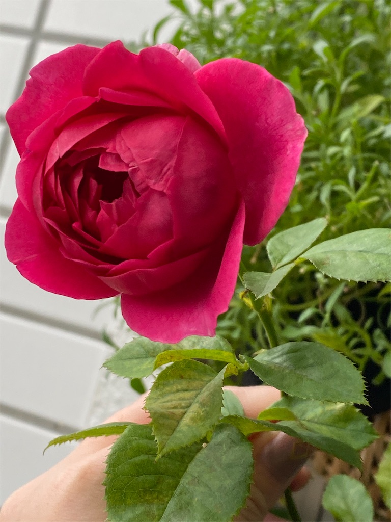 f:id:tef_rose:20200705223703j:plain