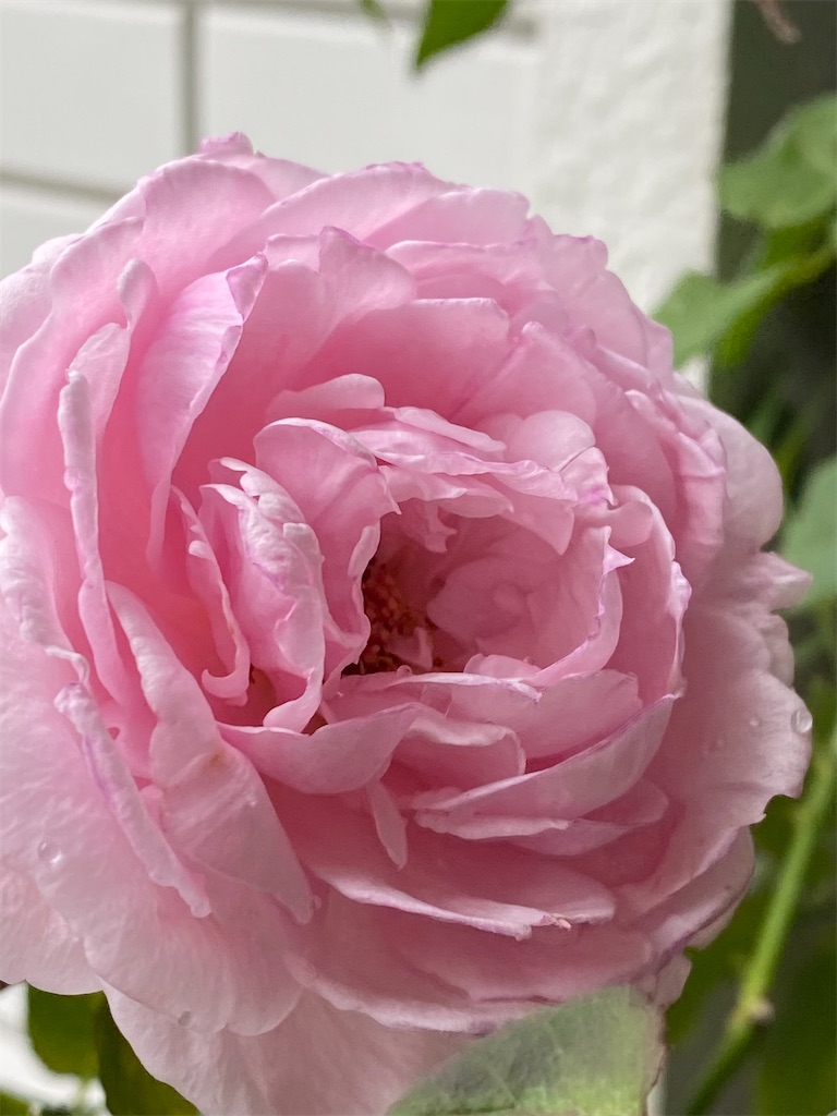 f:id:tef_rose:20200705223708j:plain