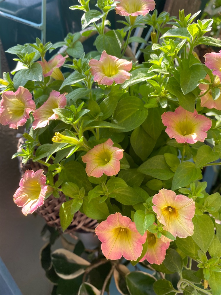 f:id:tef_rose:20200708212850j:plain