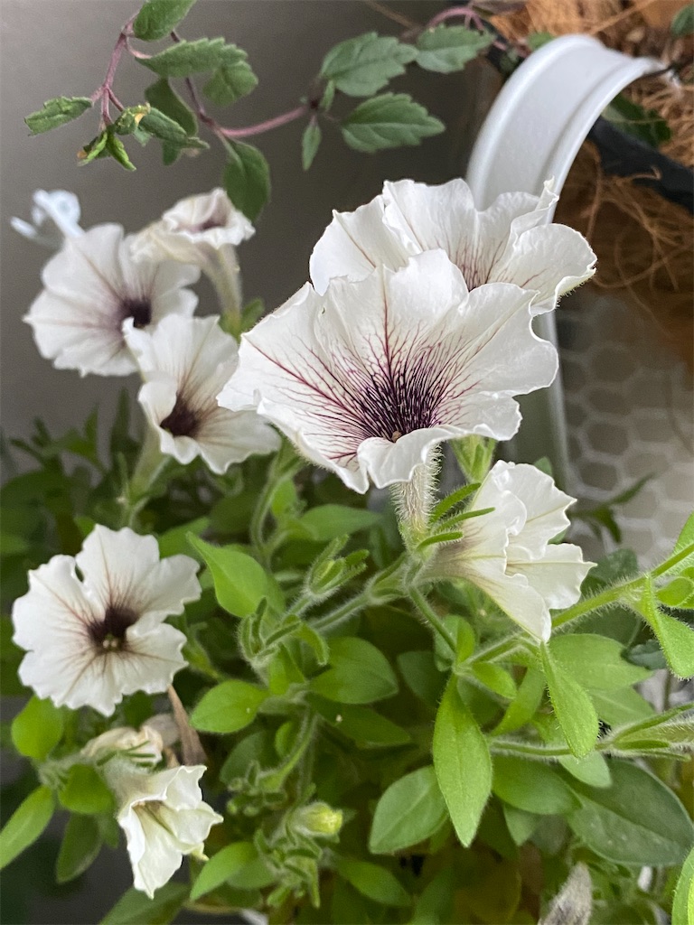 f:id:tef_rose:20200708213409j:plain