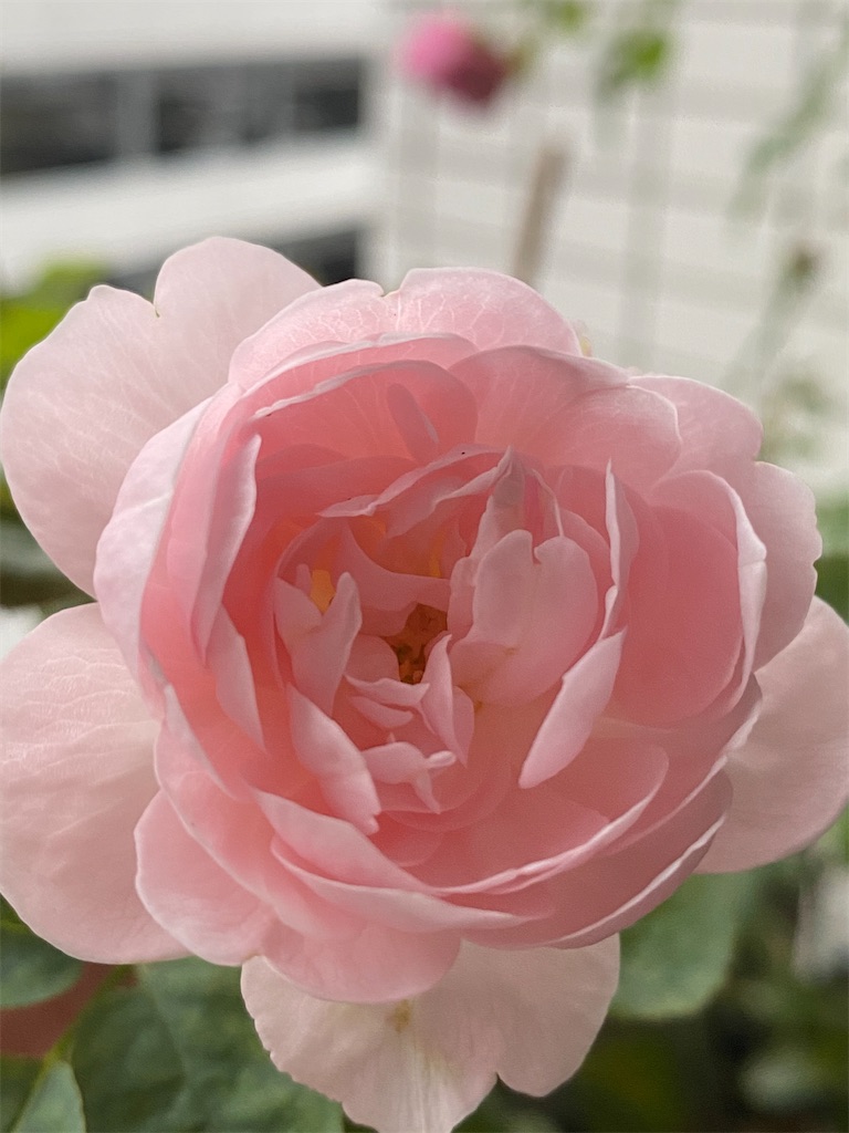 f:id:tef_rose:20200708213425j:plain