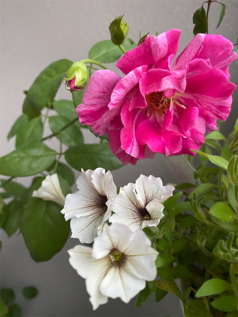 f:id:tef_rose:20200709223001j:plain f:id:tef_rose:20200709223001j:plain