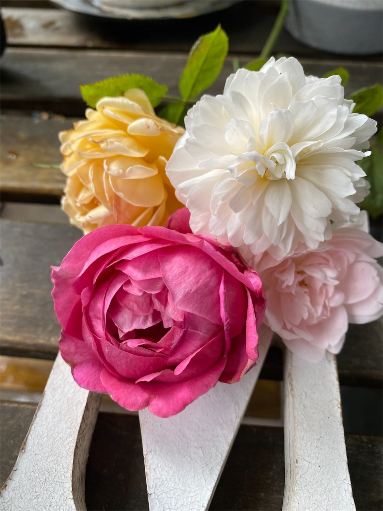 f:id:tef_rose:20200709223013j:plain f:id:tef_rose:20200709223013j:plain
