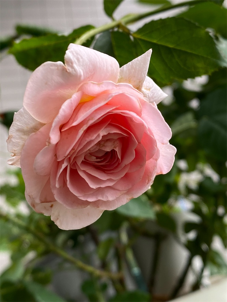 f:id:tef_rose:20200719205712j:plain