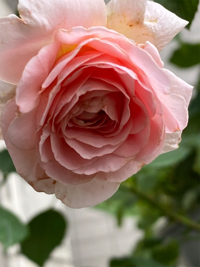f:id:tef_rose:20200719205720j:plain