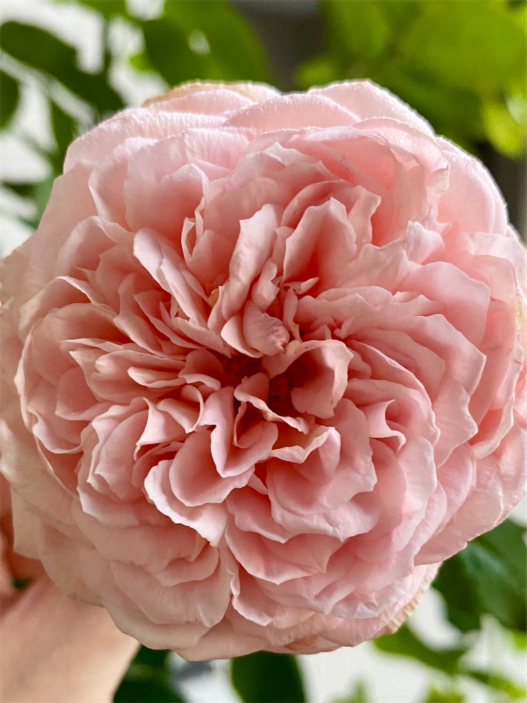 f:id:tef_rose:20200720202029j:plain