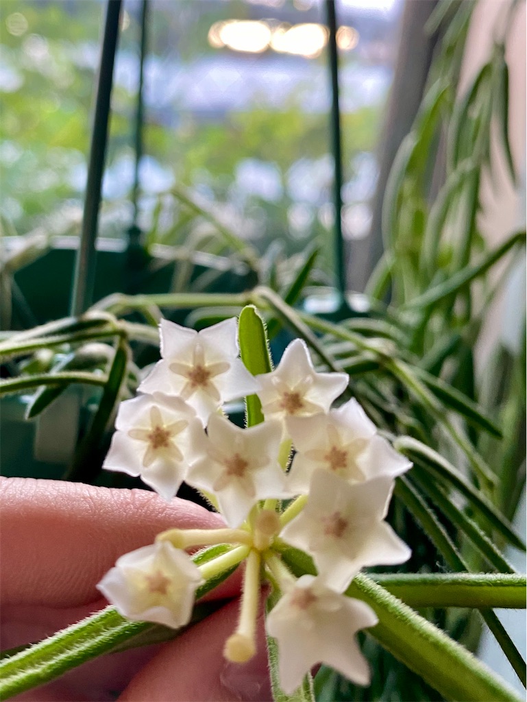 f:id:tef_rose:20200720202034j:plain