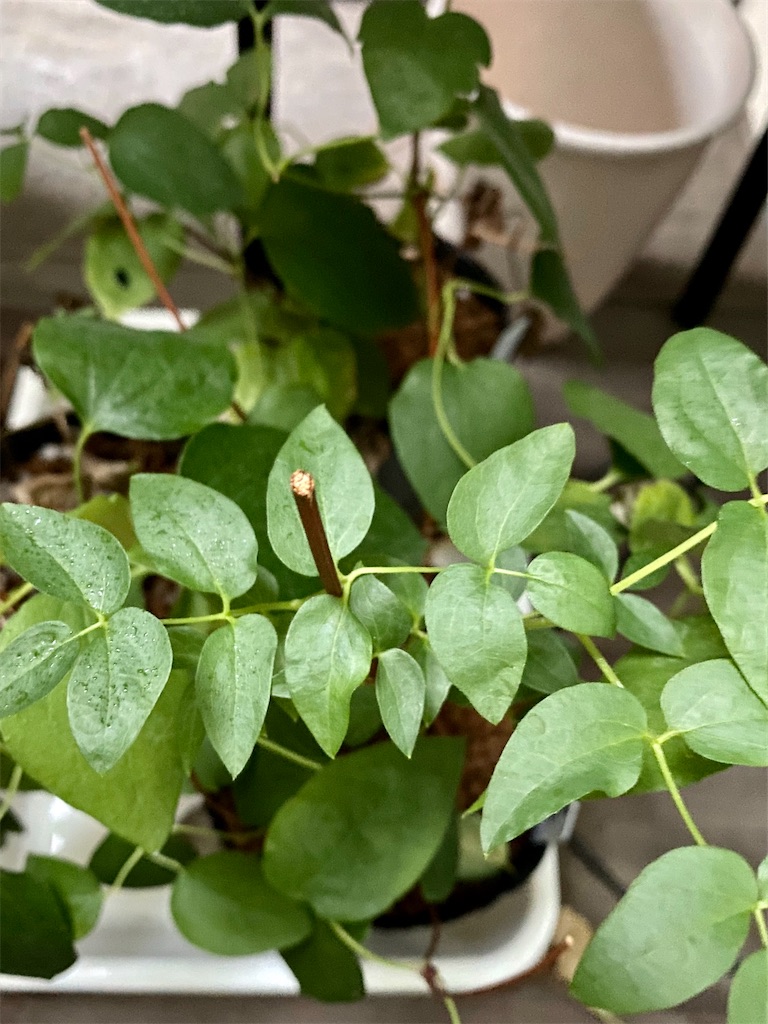 f:id:tef_rose:20200720202051j:plain