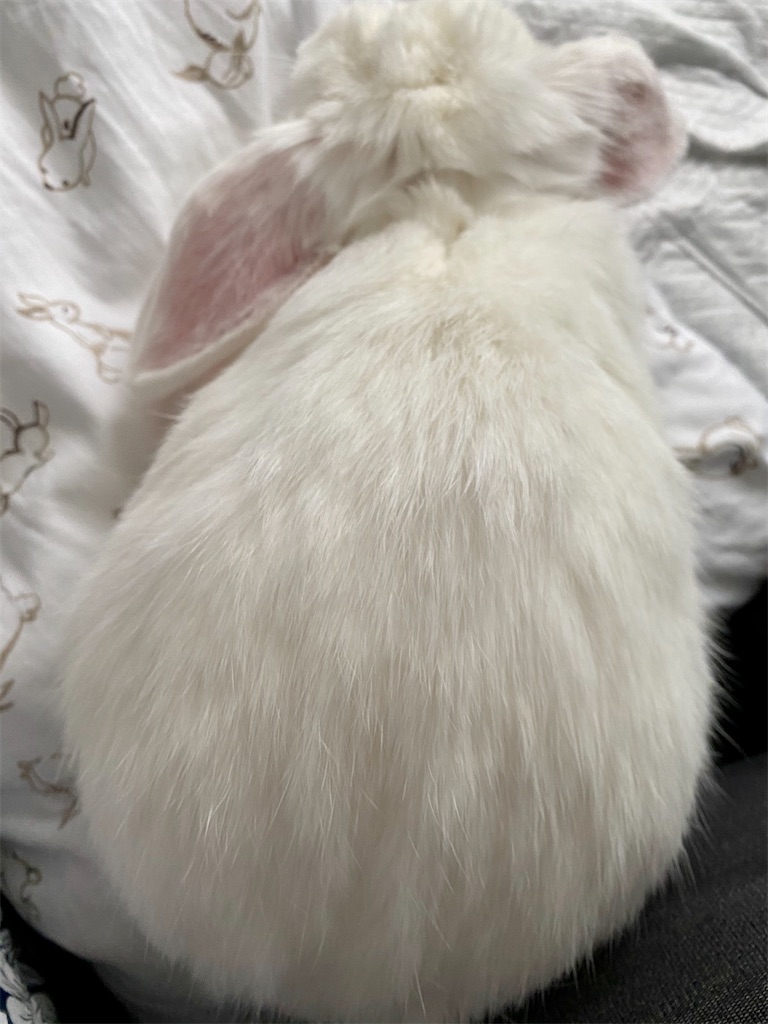 f:id:tef_rose:20200726194626j:plain f:id:tef_rose:20200726194626j:plain