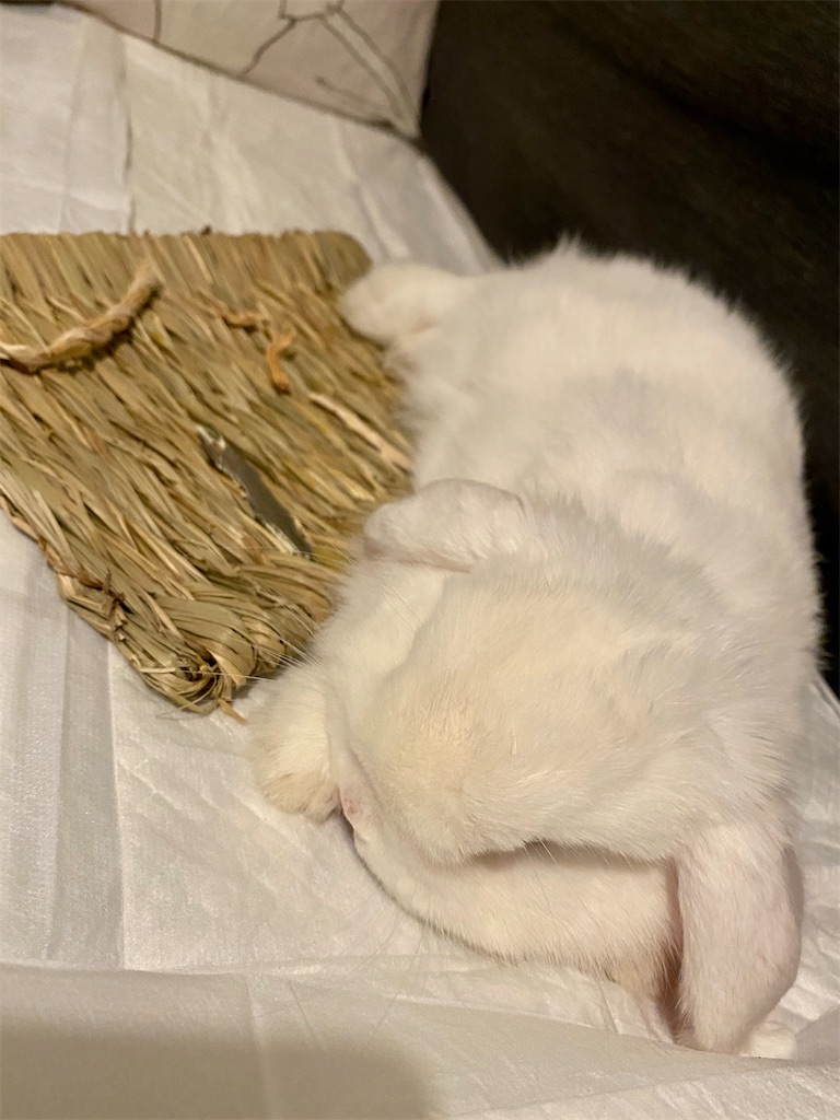 f:id:tef_rose:20200726194645j:plain f:id:tef_rose:20200726194645j:plain