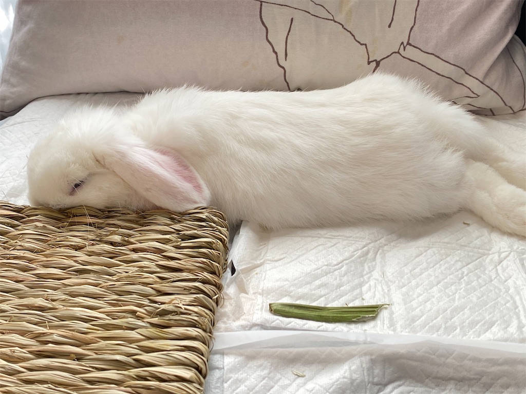 f:id:tef_rose:20200729230228j:plain f:id:tef_rose:20200729230228j:plain