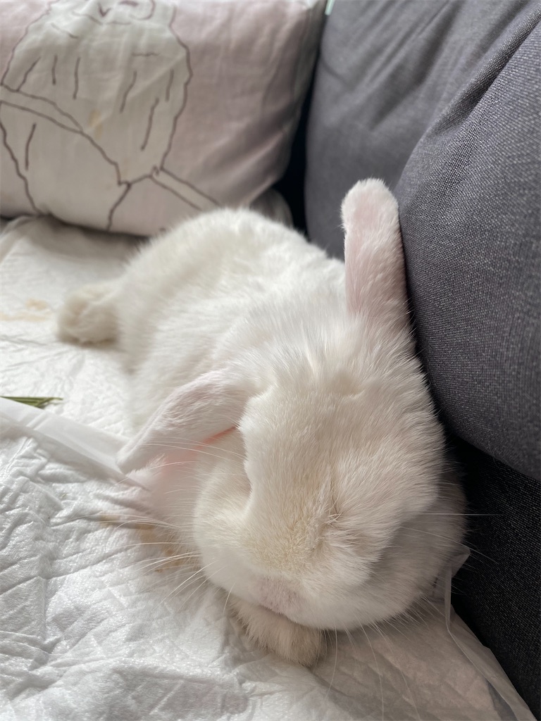 f:id:tef_rose:20200729230232j:plain f:id:tef_rose:20200729230232j:plain