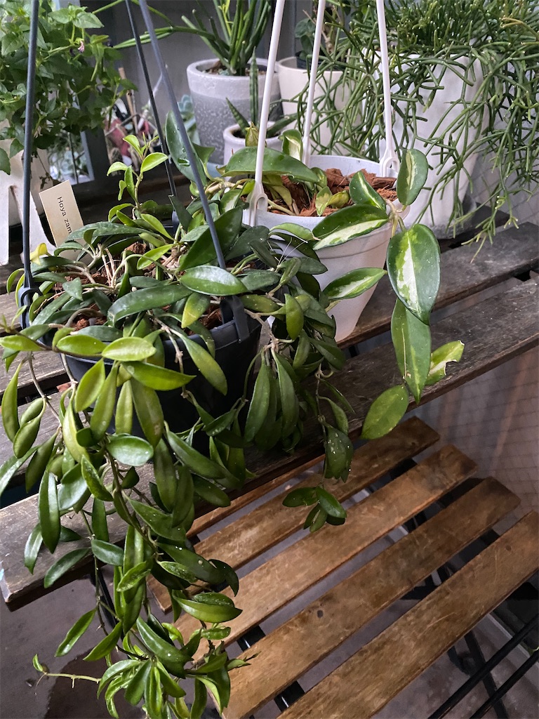 ホヤのお世話 Tef S Garden ベランダでバラと暮らす ホヤのお世話 Tef S Garden ベランダでバラと暮らす