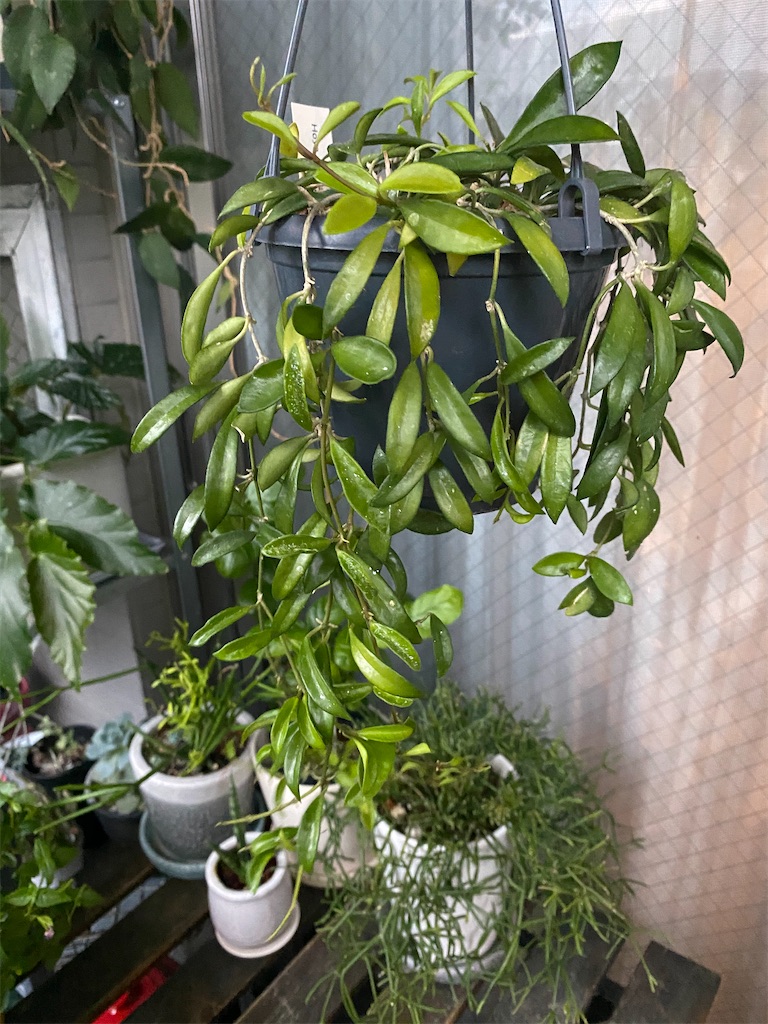 ホヤのお世話 Tef S Garden ベランダでバラと暮らす ホヤのお世話 Tef S Garden ベランダでバラと暮らす