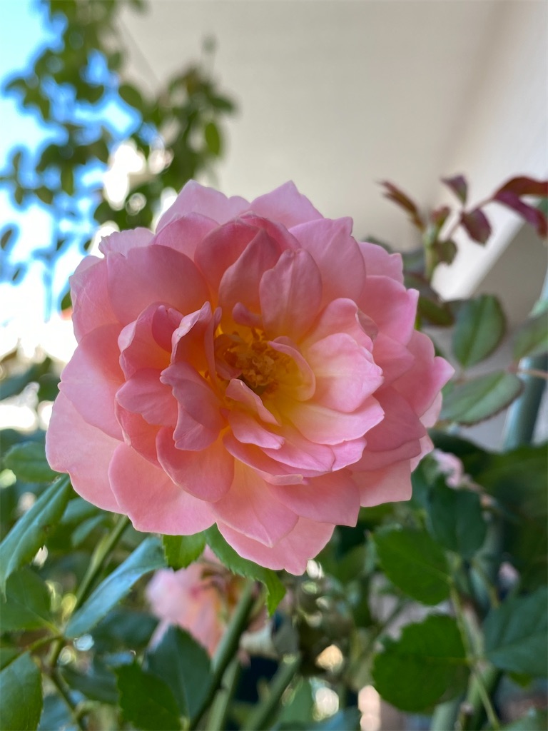 f:id:tef_rose:20200915215828j:plain