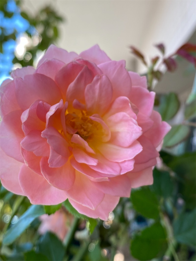 f:id:tef_rose:20200915215836j:plain