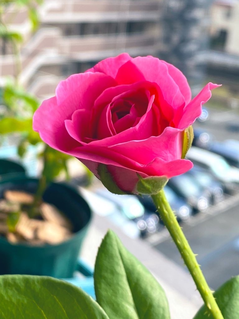 f:id:tef_rose:20200915215839j:plain