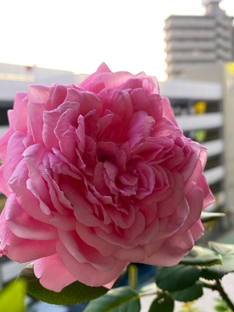f:id:tef_rose:20200921004327j:plain f:id:tef_rose:20200921004327j:plain