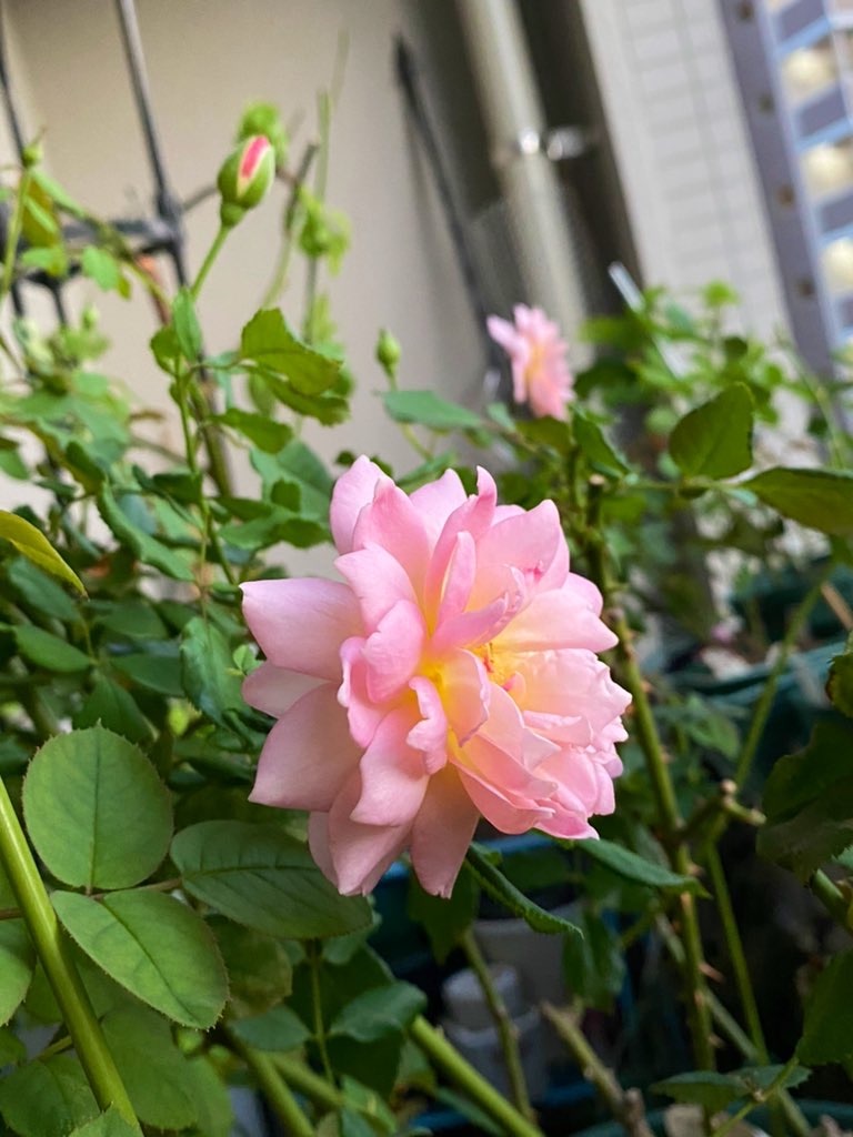 f:id:tef_rose:20200921004340j:plain f:id:tef_rose:20200921004340j:plain