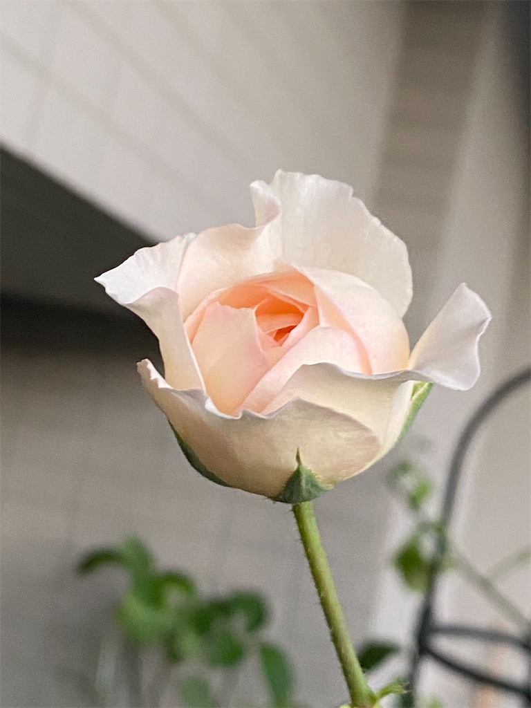 f:id:tef_rose:20200921004349j:plain f:id:tef_rose:20200921004349j:plain