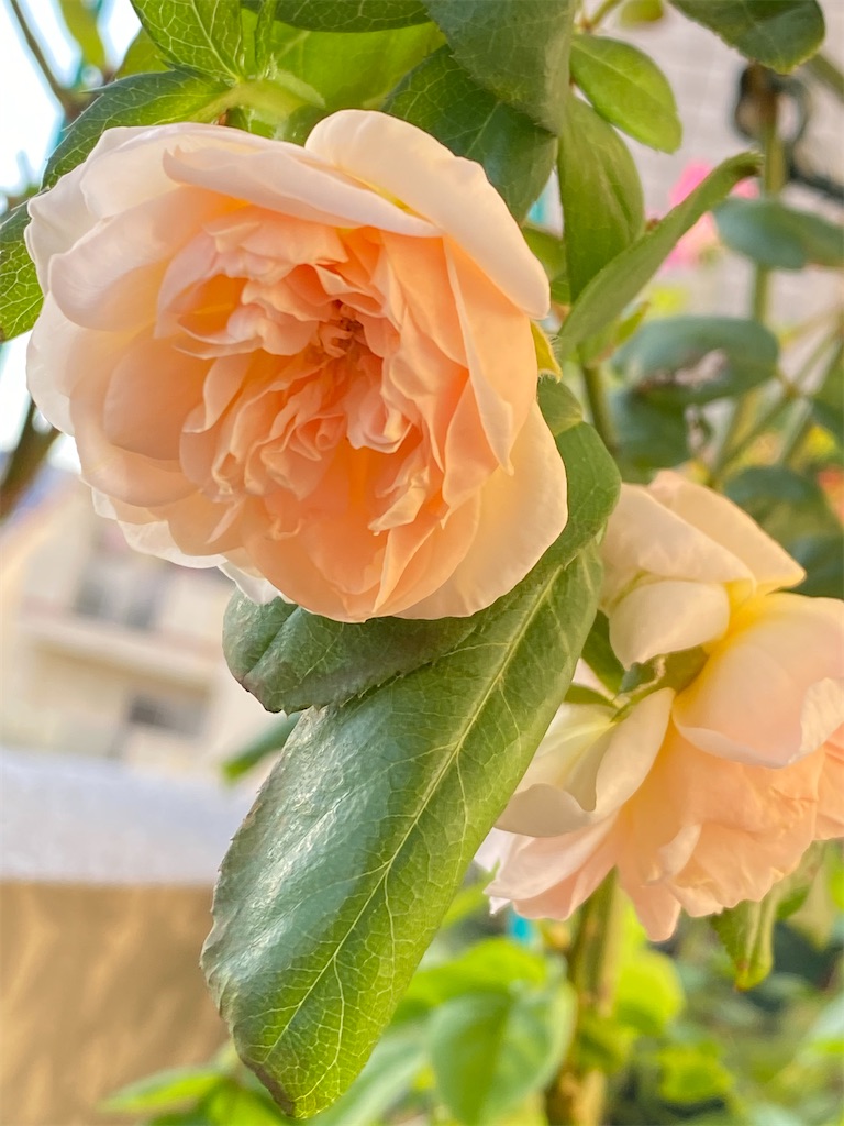 f:id:tef_rose:20200922010758j:plain f:id:tef_rose:20200922010758j:plain