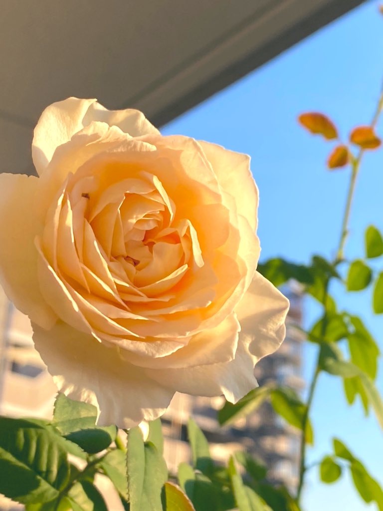 f:id:tef_rose:20200922011733j:plain f:id:tef_rose:20200922011733j:plain