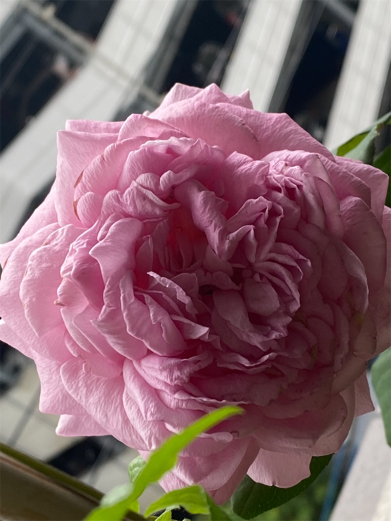 f:id:tef_rose:20200924200815j:plain