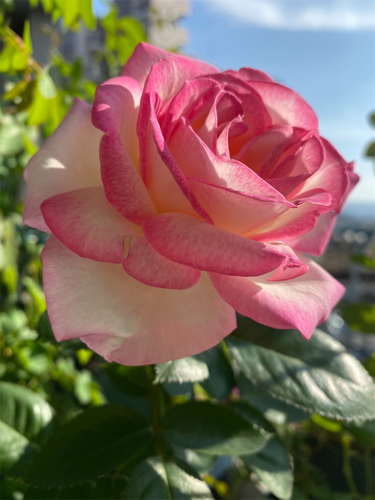 f:id:tef_rose:20200929160511j:plain f:id:tef_rose:20200929160511j:plain