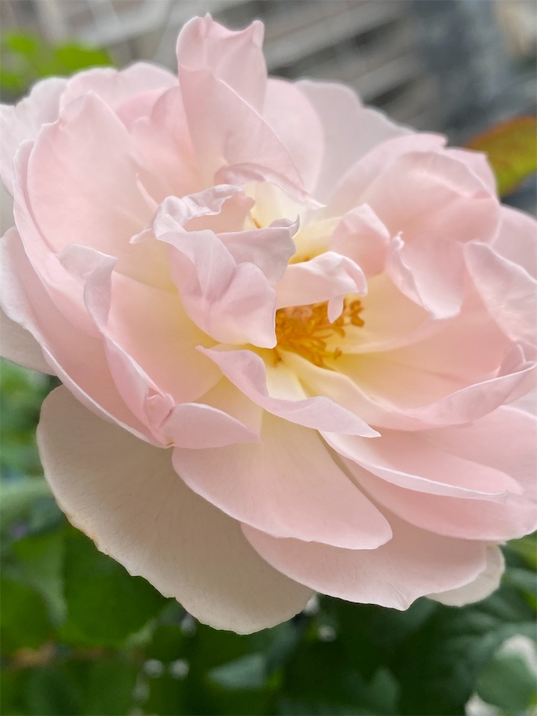 f:id:tef_rose:20201005041509j:plain f:id:tef_rose:20201005041509j:plain
