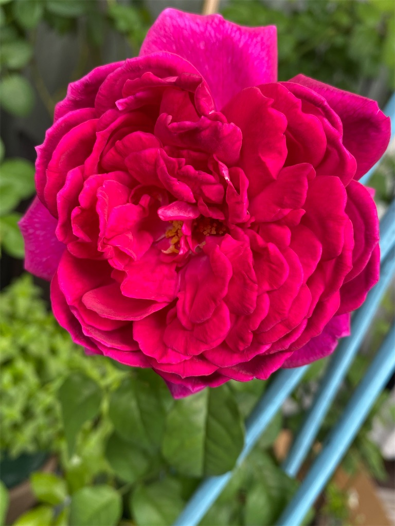 f:id:tef_rose:20201005041516j:plain f:id:tef_rose:20201005041516j:plain