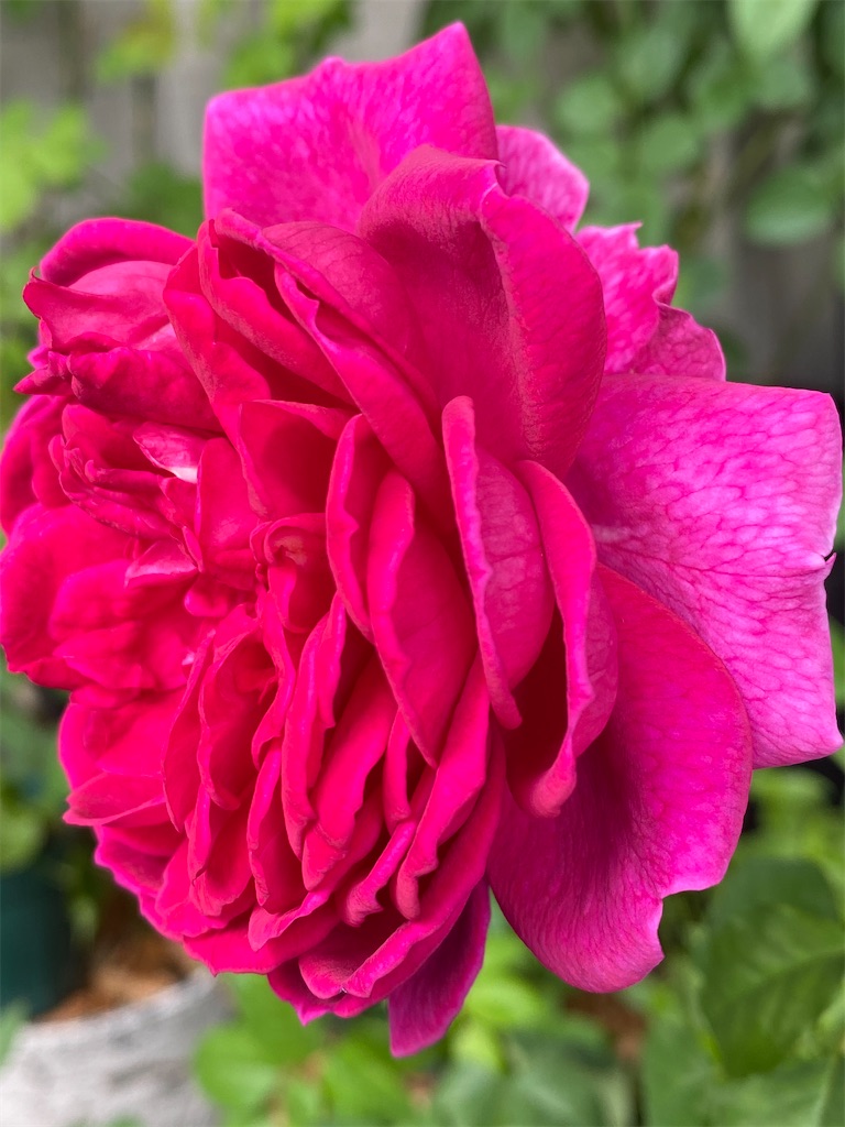 f:id:tef_rose:20201005041523j:plain f:id:tef_rose:20201005041523j:plain