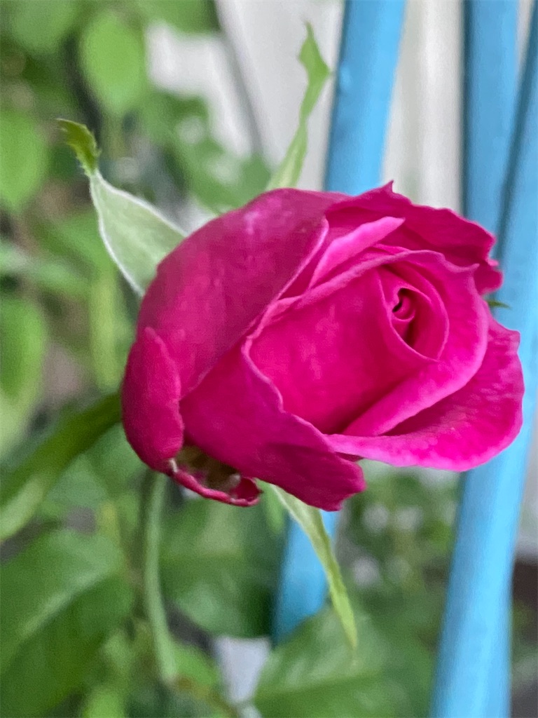 f:id:tef_rose:20201005041530j:plain f:id:tef_rose:20201005041530j:plain
