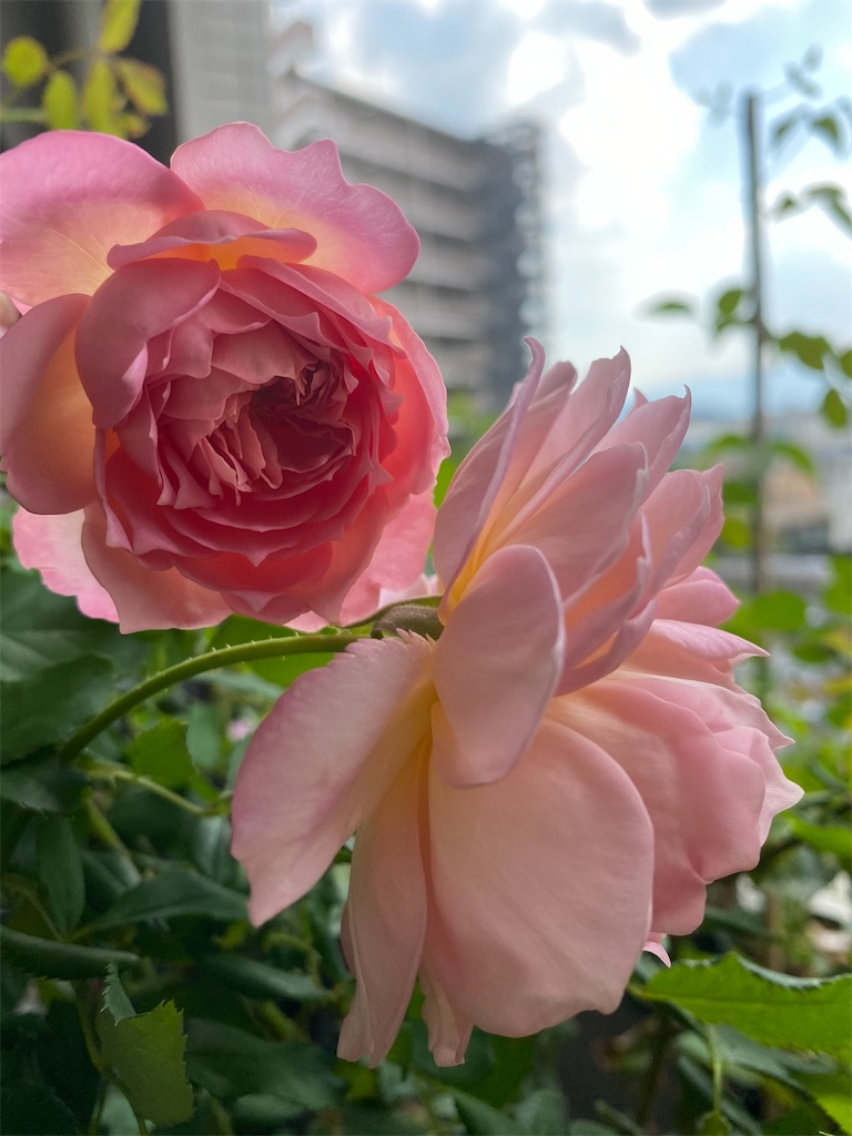f:id:tef_rose:20201005041543j:plain f:id:tef_rose:20201005041543j:plain