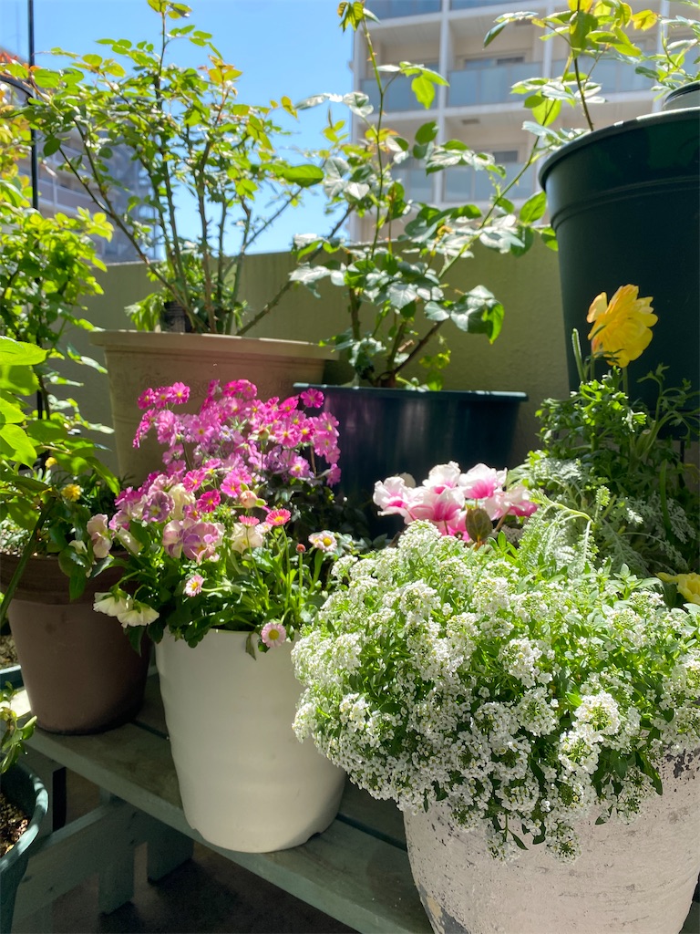 f:id:tef_rose:20220408151354j:plain