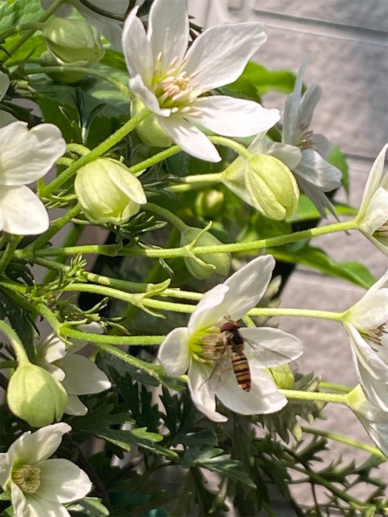 f:id:tef_rose:20220408151402j:plain