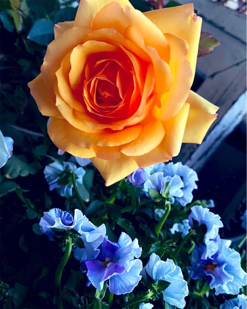 f:id:tef_rose:20220408151409j:plain