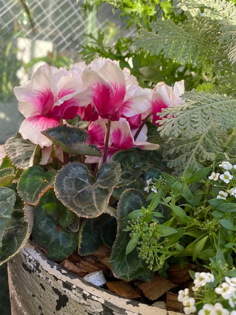 f:id:tef_rose:20220408151413j:plain