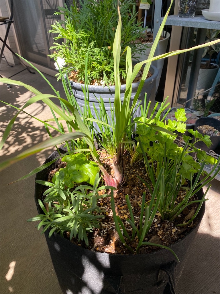 f:id:tef_rose:20220409002023j:plain