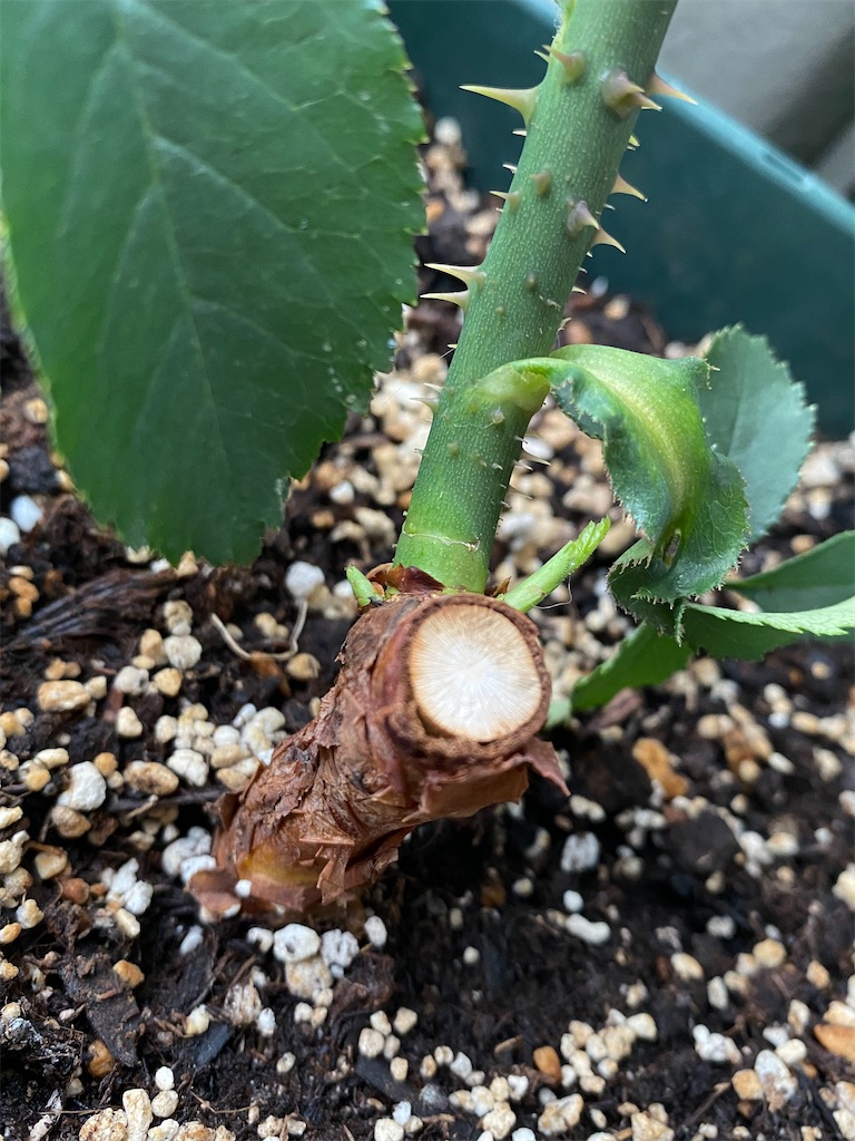 f:id:tef_rose:20220411010137j:plain