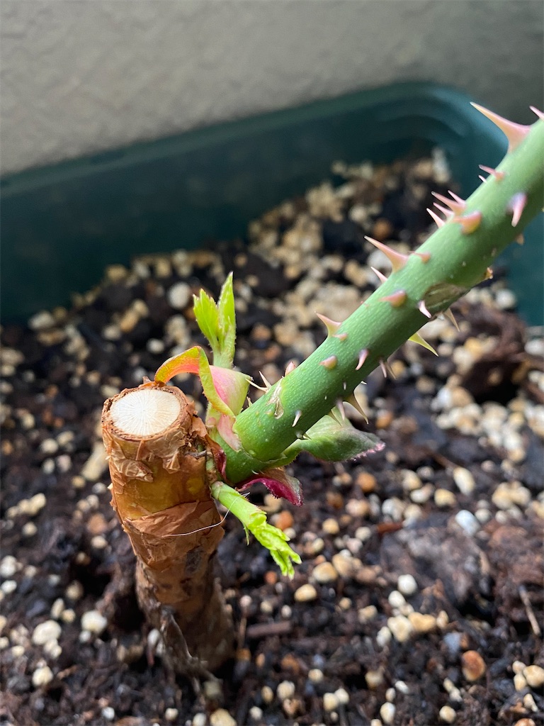 f:id:tef_rose:20220411010143j:plain