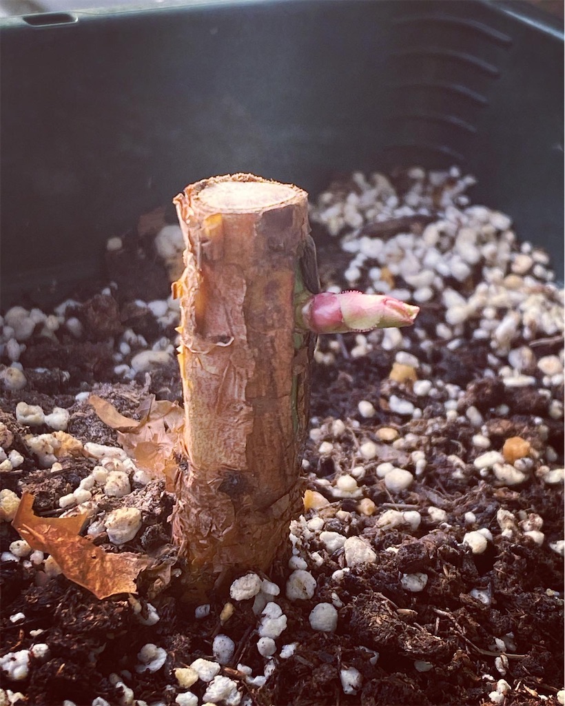 f:id:tef_rose:20220411010347j:plain