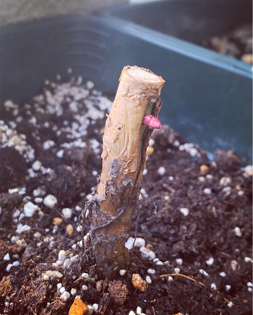 f:id:tef_rose:20220411010349j:plain