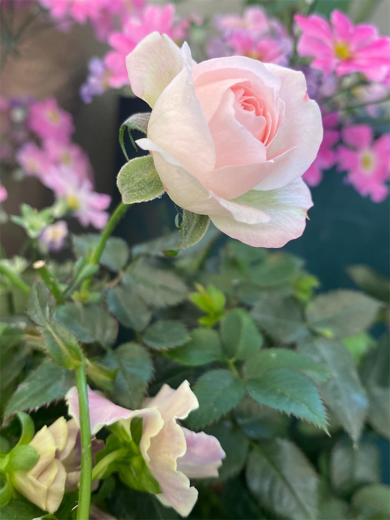 f:id:tef_rose:20220411010437j:plain