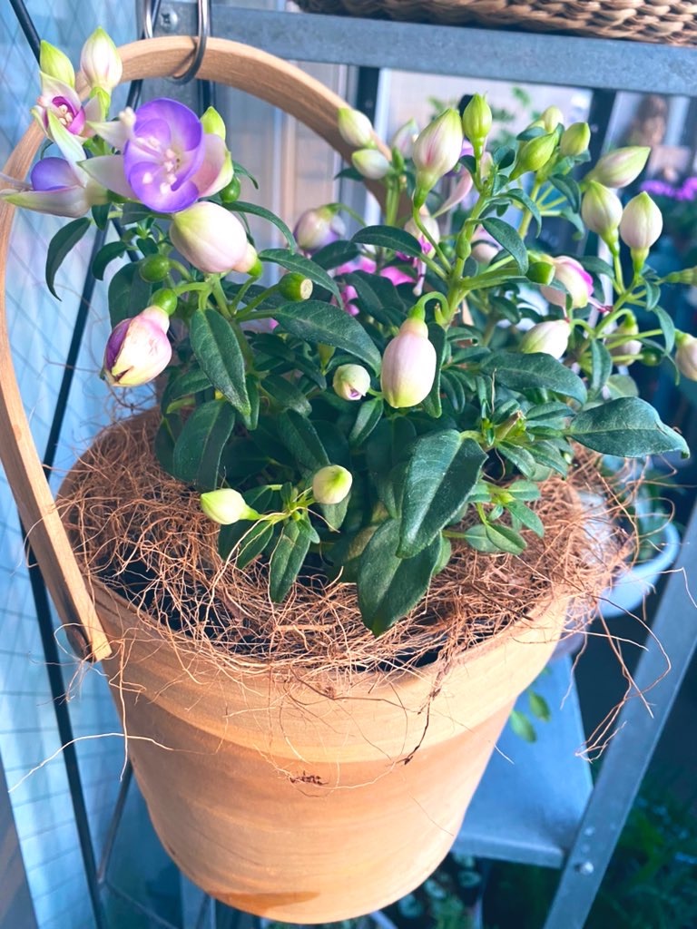 f:id:tef_rose:20220411224138j:plain