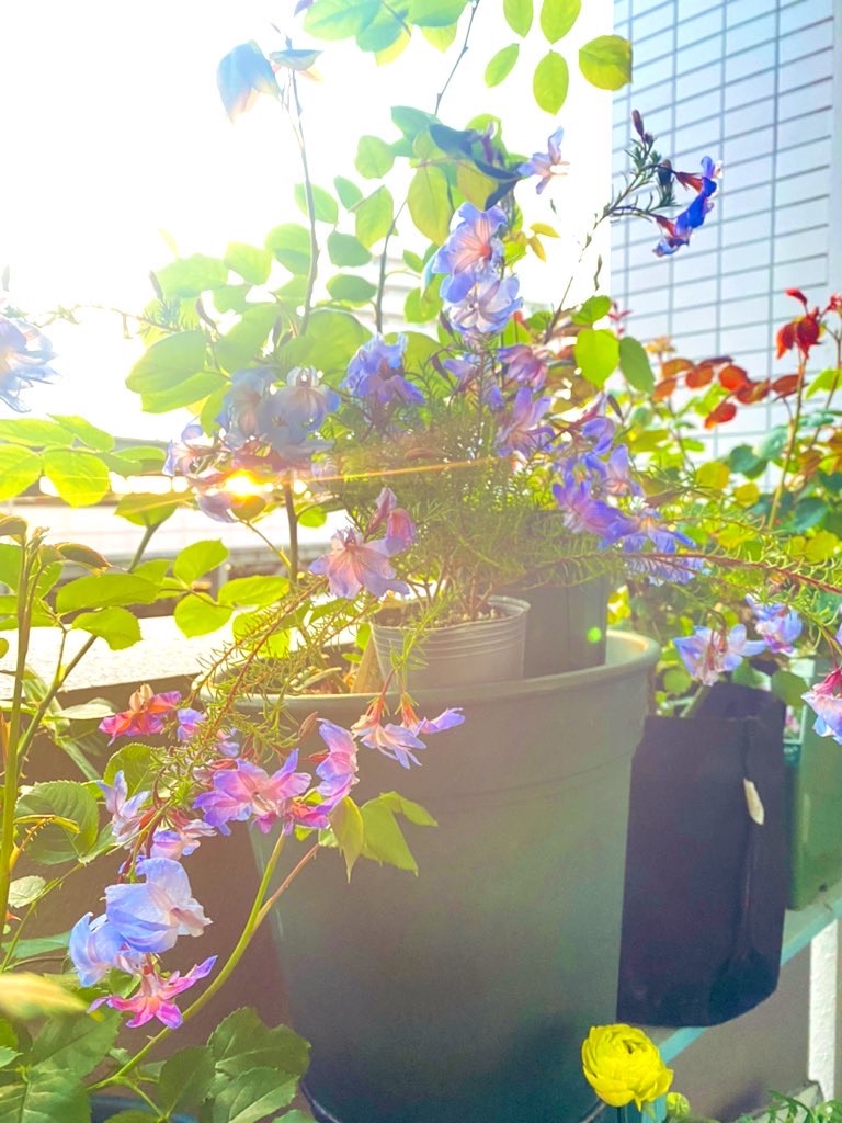 f:id:tef_rose:20220411224140j:plain