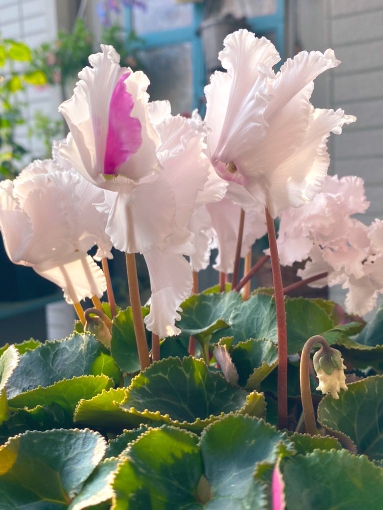 f:id:tef_rose:20220413204302j:plain