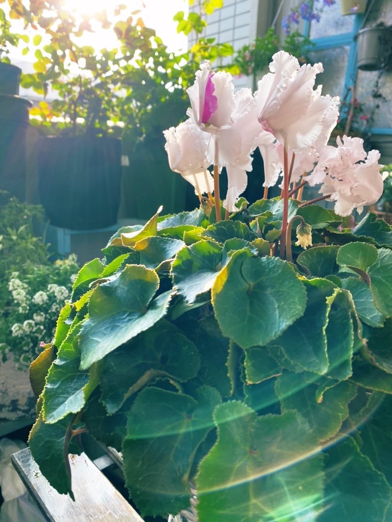 f:id:tef_rose:20220413204305j:plain